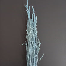 Load image into Gallery viewer, Cocksfoot Grass-NZ Light Blue

