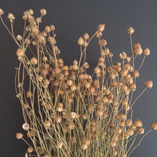 Load image into Gallery viewer, Linseed Natural
