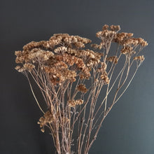 Load image into Gallery viewer, Yarrow/Achillea Natural
