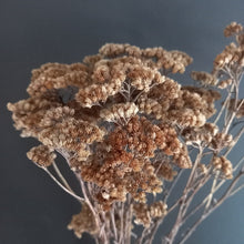 Load image into Gallery viewer, Yarrow/Achillea Natural
