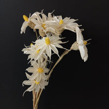 Load image into Gallery viewer, Hand Made Flowers - Daisy White
