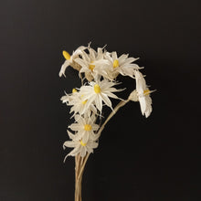 Load image into Gallery viewer, Hand Made Flowers - Daisy White
