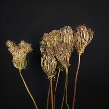 Load image into Gallery viewer, Wild Carrot Flower-NZ
