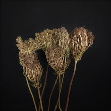 Load image into Gallery viewer, Wild Carrot Flower-NZ
