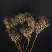 Load image into Gallery viewer, Wild Carrot Flower-NZ

