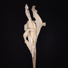 Load image into Gallery viewer, Strelitzia leaves Bleached
