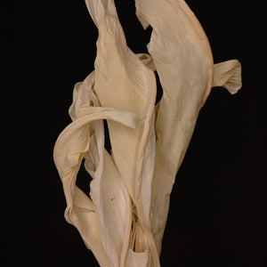 Strelitzia leaves Bleached