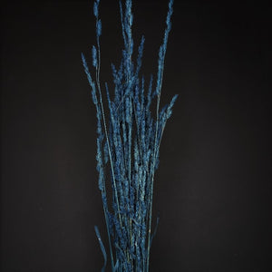 Cocksfoot Grass-NZ  Dark Blue
