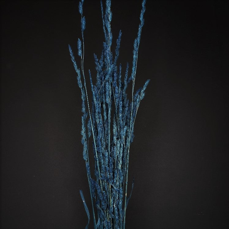 Cocksfoot Grass-NZ  Dark Blue