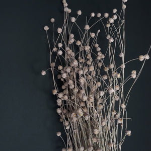 Linseed Light Pink