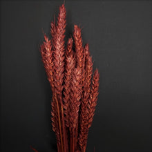 Load image into Gallery viewer, Wheat Burgundy
