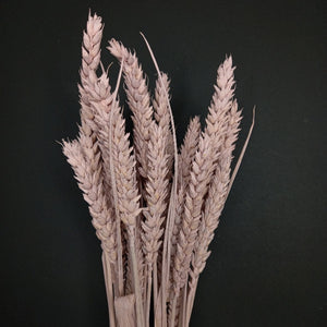 Wheat Light Pink