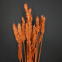 Load image into Gallery viewer, Wheat Orange
