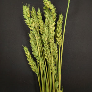 Wheat Green