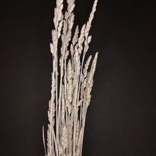 Load image into Gallery viewer, Cocksfoot Grass-NZ White
