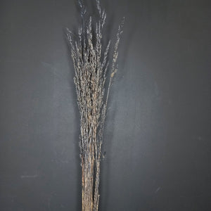 Cocksfoot Grass-NZ Black