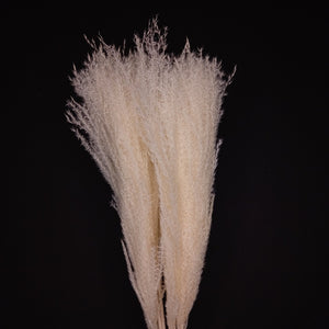 Hossu grass Bleached