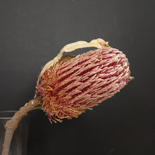 Load image into Gallery viewer, Banksia Menziesii Natural
