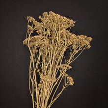 Load image into Gallery viewer, Yarrow/Achillea Yellow
