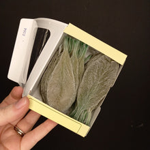 Load image into Gallery viewer, Lambs Ear Preserved
