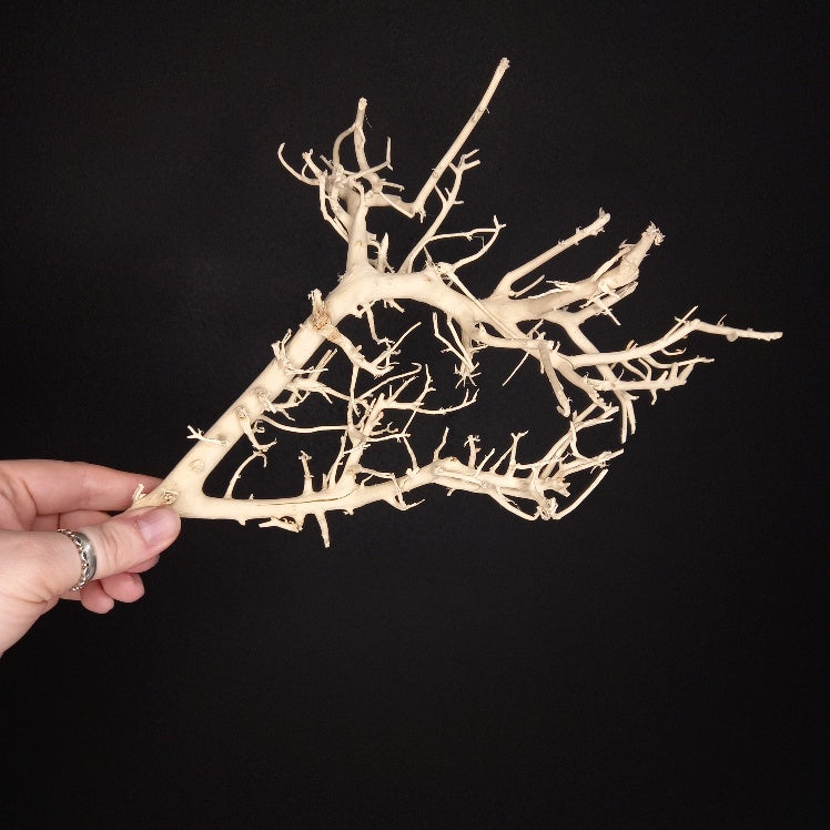 Coral Branches - Bleached