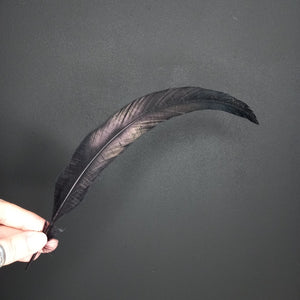 Rooster Feather Black