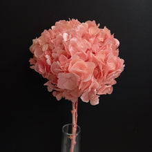 Load image into Gallery viewer, Hydrangea Large Petal Antique Peach
