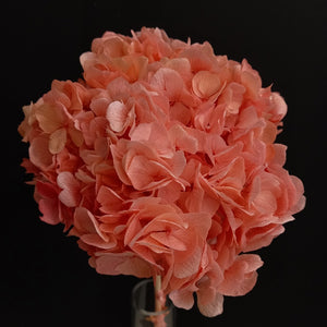Hydrangea Large Petal Antique Peach