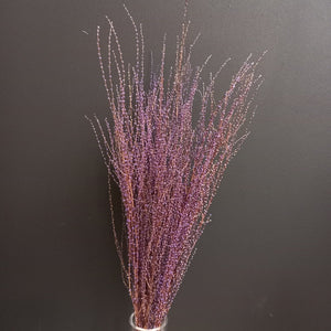Fontansia Purple