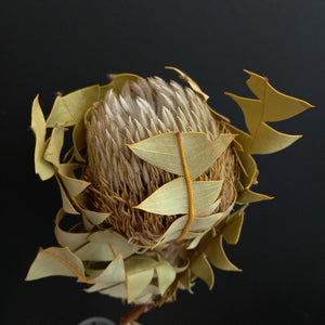 Banksia baxteri 60cm - Natural