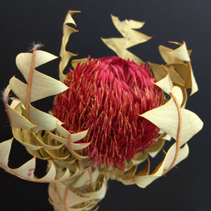 Banksia baxteri 60cm - Red