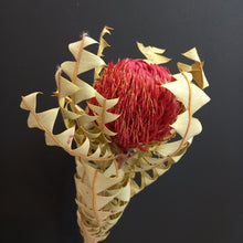 Load image into Gallery viewer, Banksia baxteri 60cm - Red
