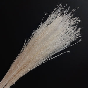 Hossu grass Bleached
