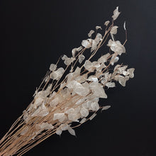 Load image into Gallery viewer, Lunaria/Honesty Bleached
