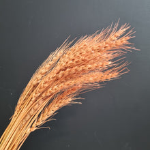 Load image into Gallery viewer, Barley Orange
