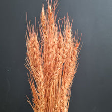 Load image into Gallery viewer, Barley Orange
