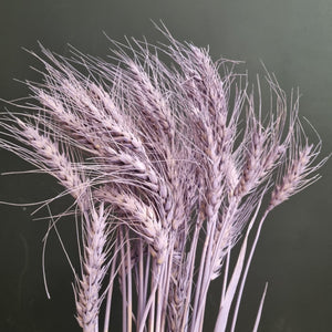 Barley Lilac