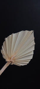 Palm Spear Bleached