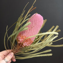 Load image into Gallery viewer, Banksia Hookeriana Light Pink
