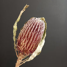 Load image into Gallery viewer, Banksia Menziesii Natural
