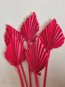 Palm Spear Red