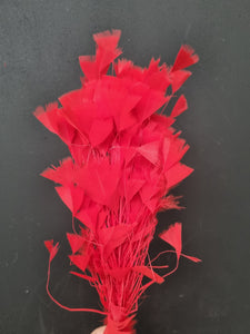Feather cluster Red