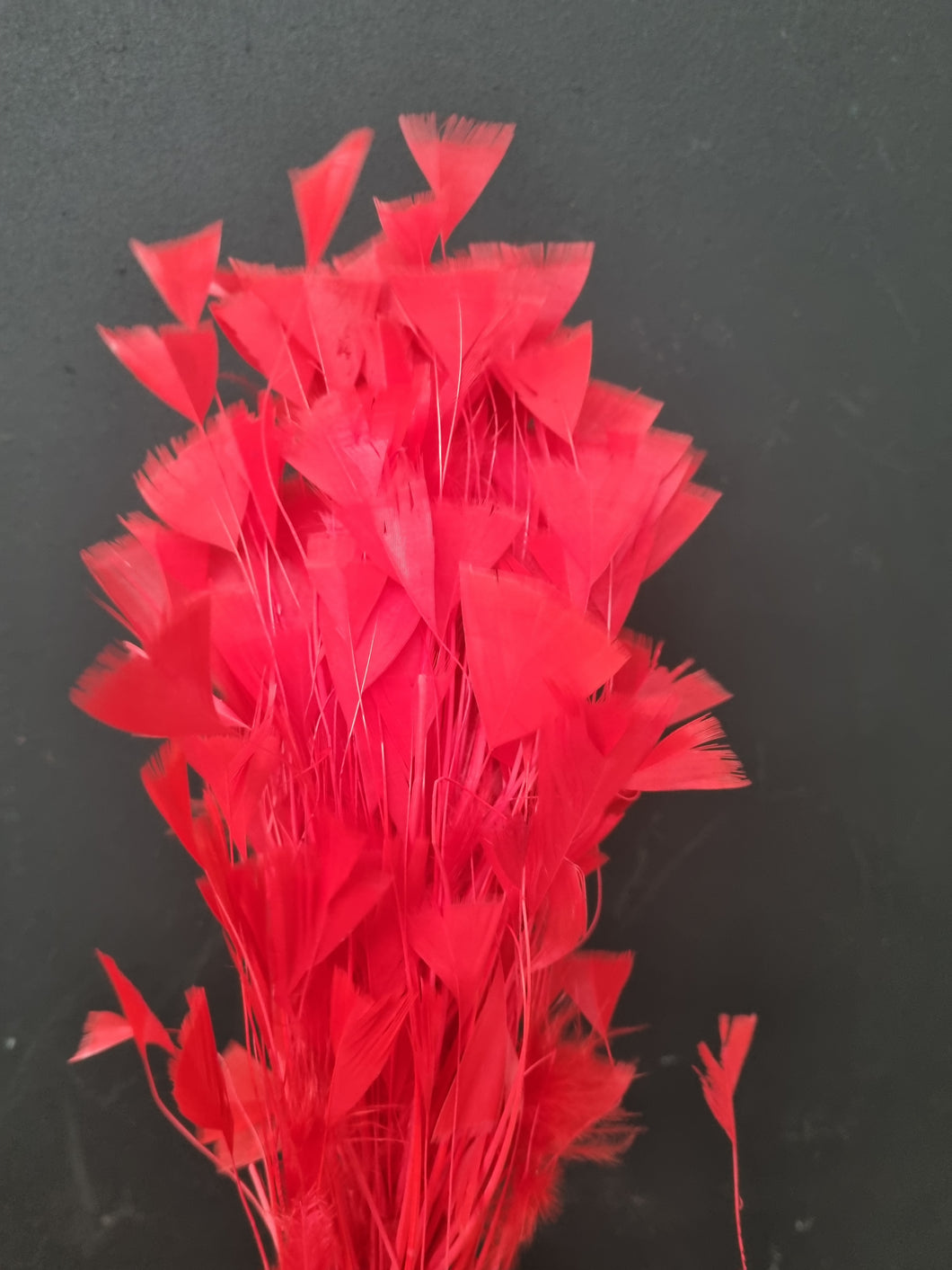 Feather cluster Red