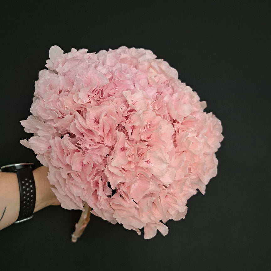 Hydrangea Large Petal soft Pink