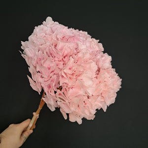 Hydrangea Large Petal soft Pink
