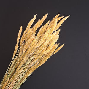 Sweet Vernal Grass-NZ Natural