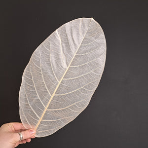Skeleton Leaves Long leaf XL- Bleached