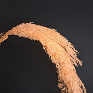 Asparagus Fern Trailing - Peach
