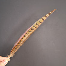 Load image into Gallery viewer, Pheasant Feathers 30cm
