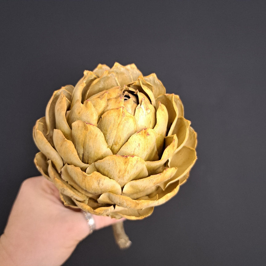 Artichoke Bud Large- Round leaf